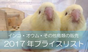 インコ・オウム・ヨウムのプライスリスト