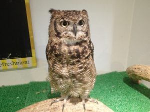 アフリカワシミミズクのこじろう