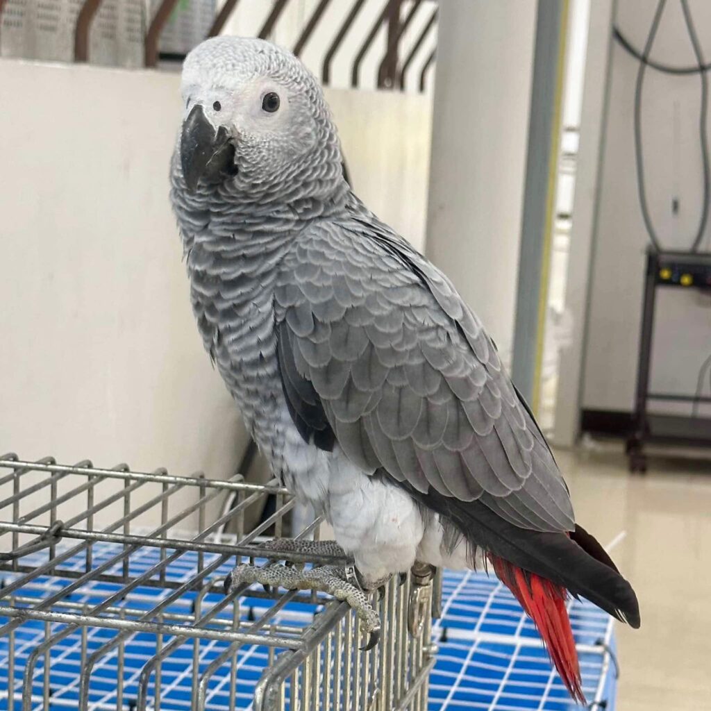 ヨウム幼鳥・奇跡の再入荷!2024年9月14日 | クラインフォーゲル ヨウム幼鳥・奇跡の再入荷!2024年9月14日 | クラインフォーゲル