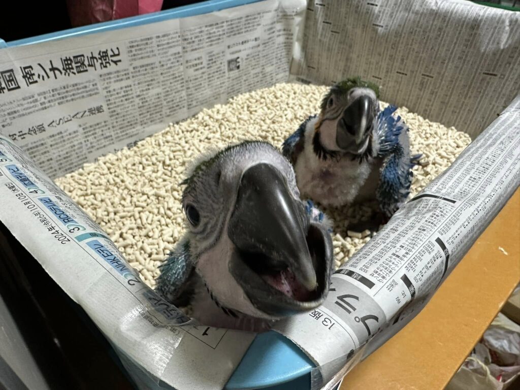 な*な様 インコ ルリコンゴウインコ 鳥 残響青 原画 1点物 (2024年12 な*な様 インコ ルリコンゴウインコ 鳥 残響青 原画 1点物 (2024年